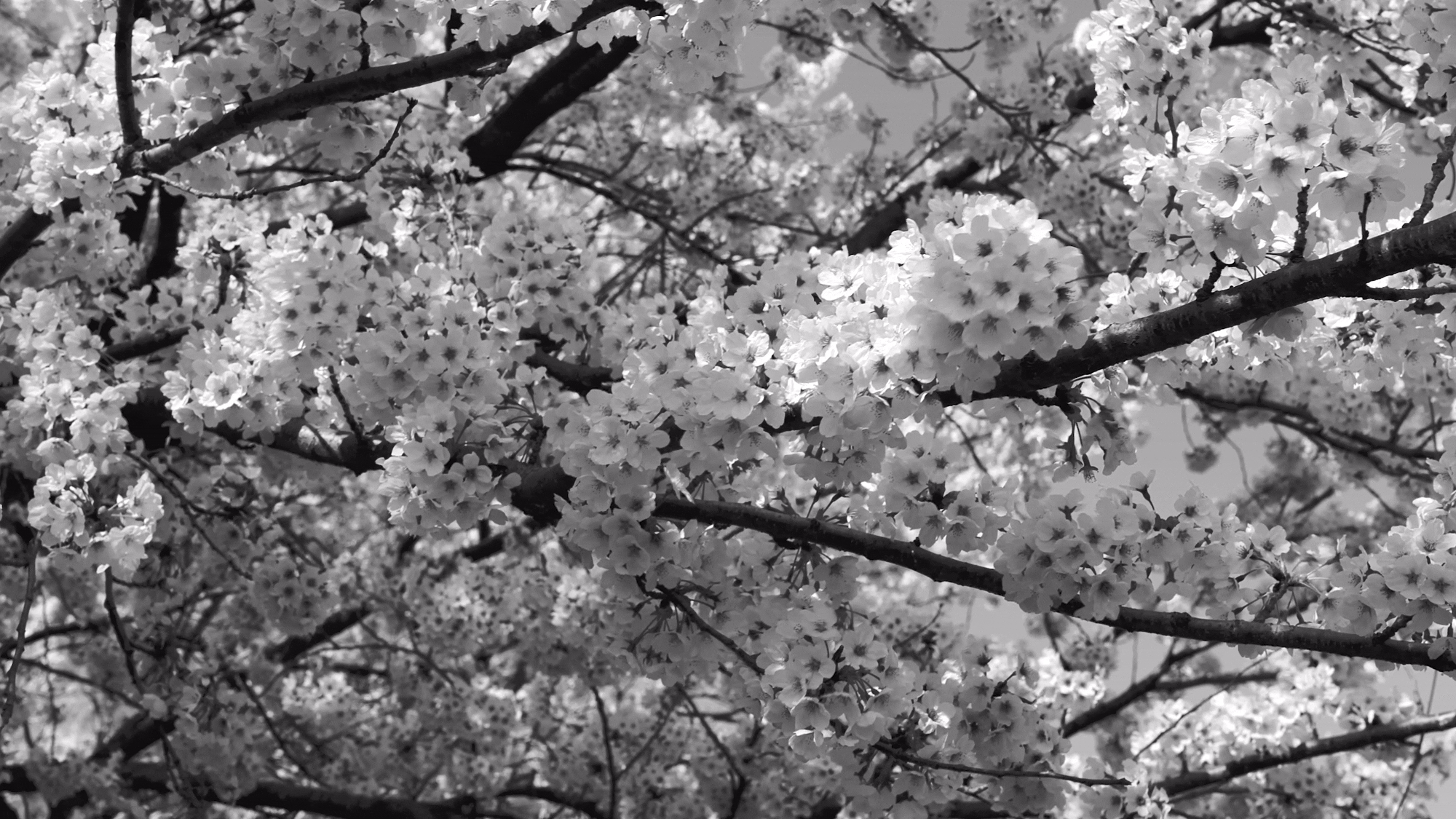 Video fleur de cerisier